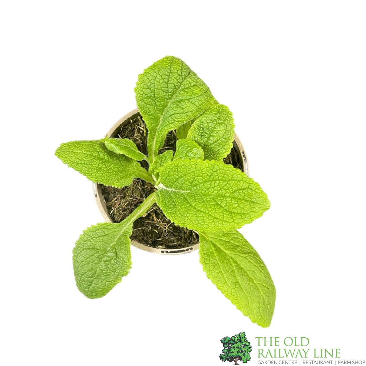 Digitalis purpurea 'Sutton's Apricot' Foxglove Plant 1Ltr Pot