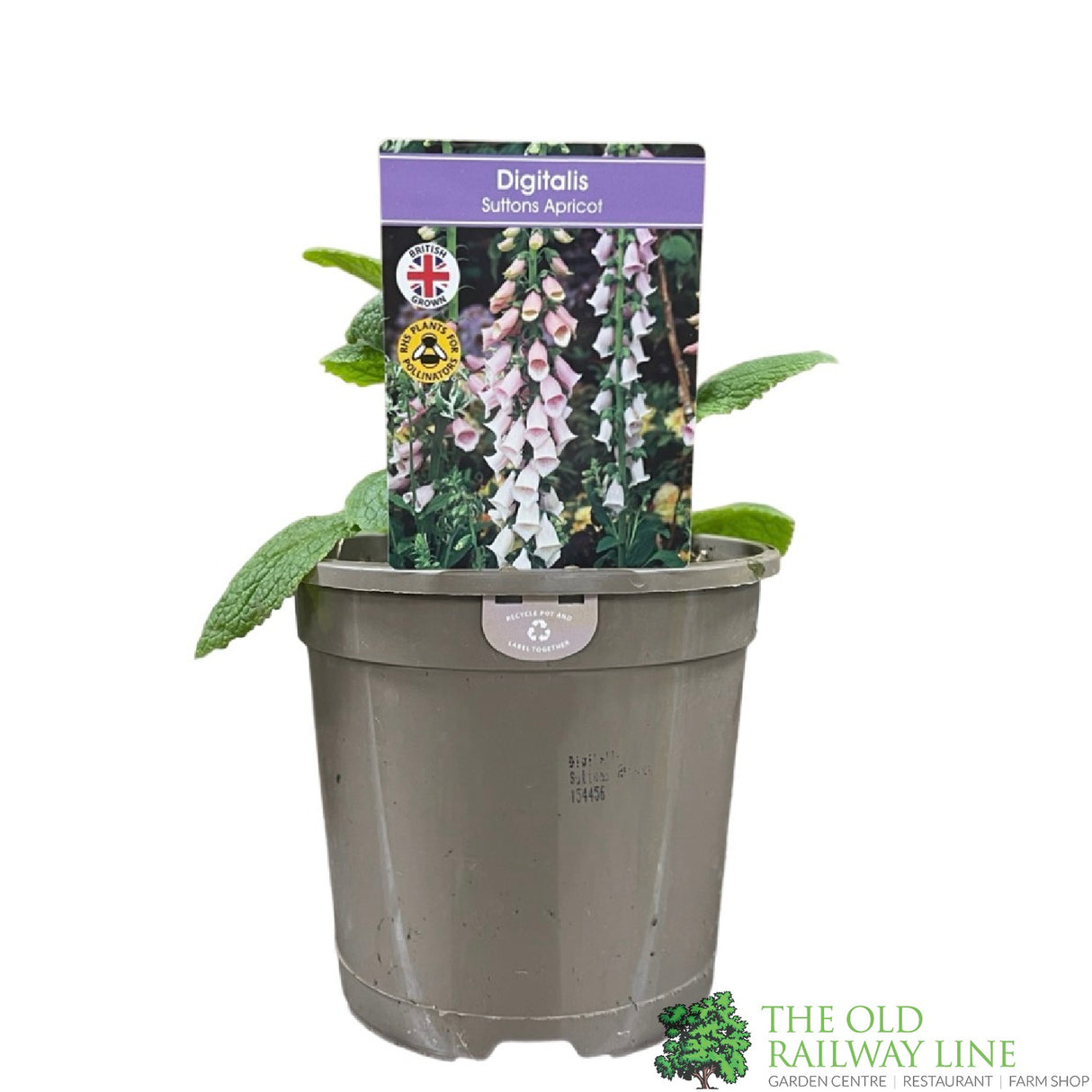 Digitalis purpurea 'Sutton's Apricot' Foxglove Plant 1Ltr Pot