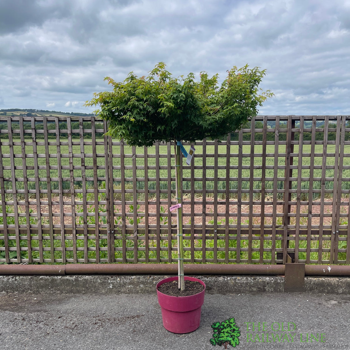 Acer palmatum 'Little Princess' Japanese Maple Tree Half-Standard - 15Ltr Pot