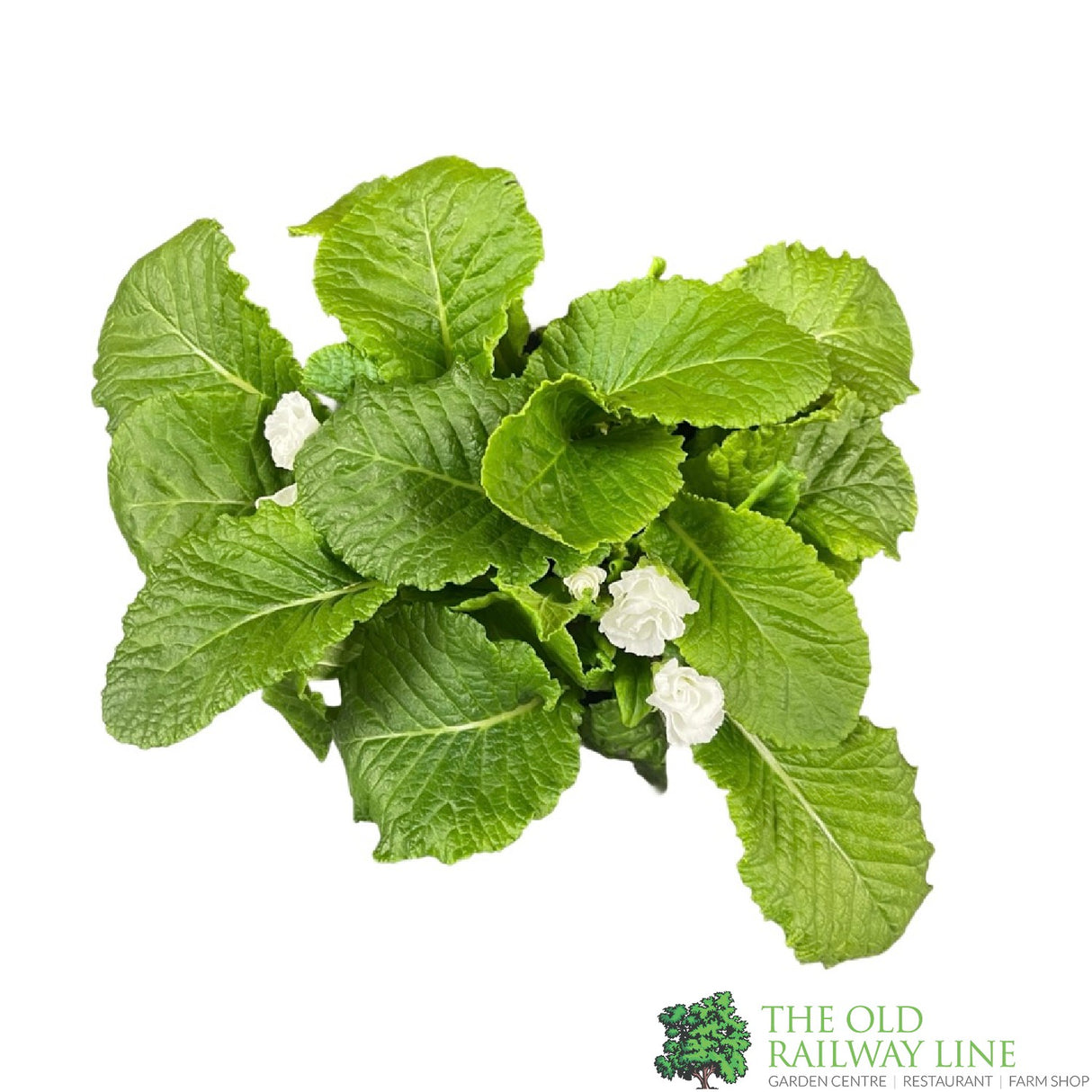 Primula vulgaris 'Rosebud White' English Primrose Plant 2Ltr Pot