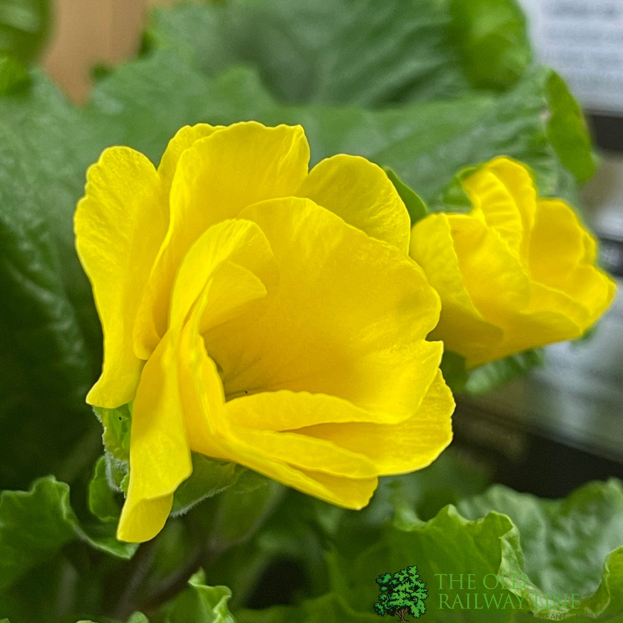 Primula vulgaris 'Rosebud Light Yellow' English Primrose Plant 2Ltr Pot