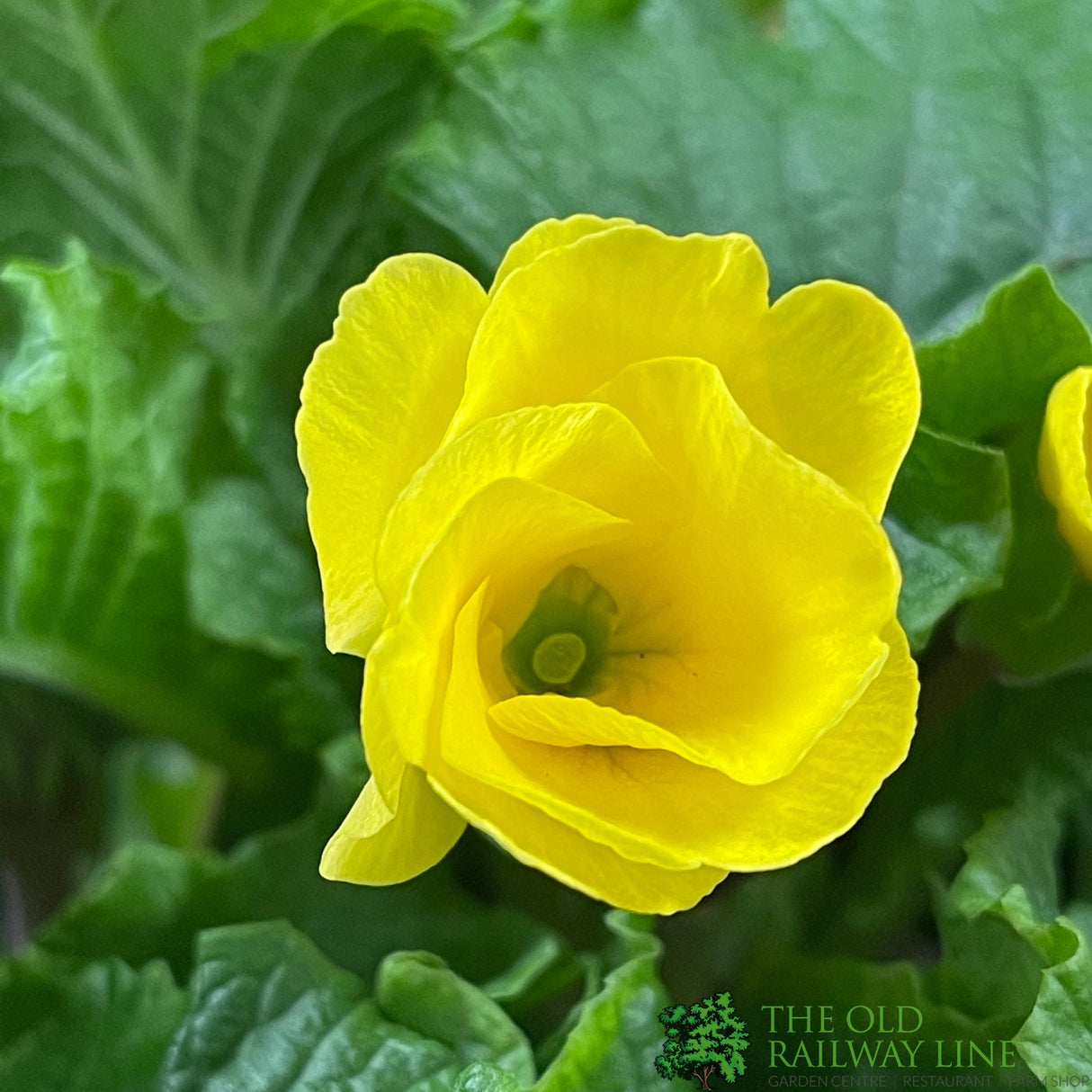 Primula vulgaris 'Rosebud Light Yellow' English Primrose Plant 2Ltr Pot