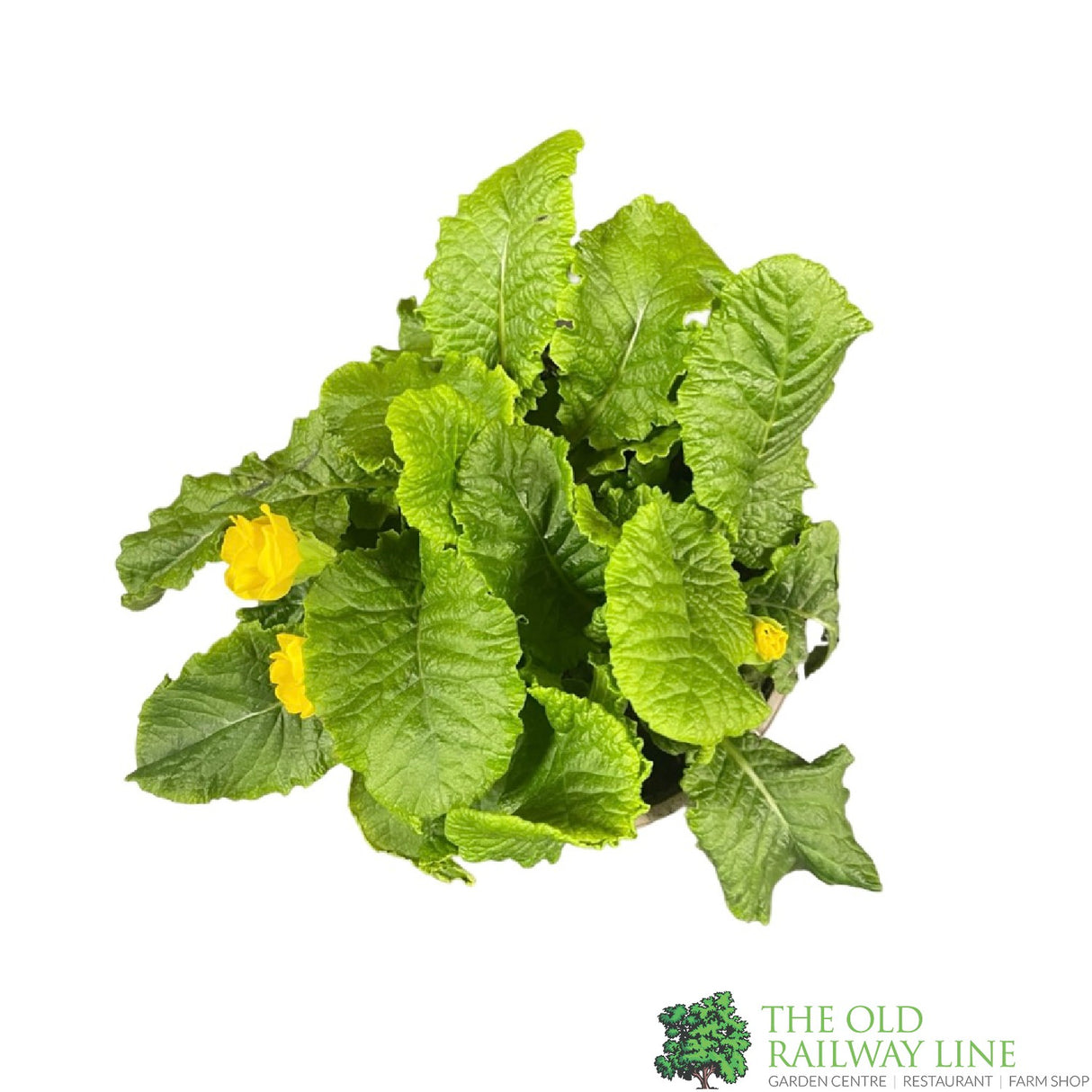 Primula vulgaris 'Rosebud Light Yellow' English Primrose Plant 2Ltr Pot