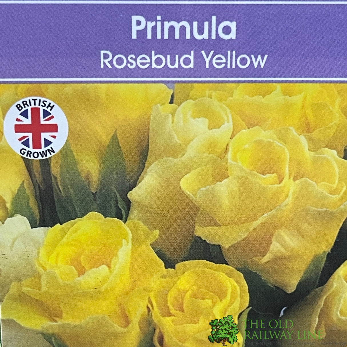 Primula vulgaris 'Rosebud Light Yellow' English Primrose Plant 2Ltr Pot