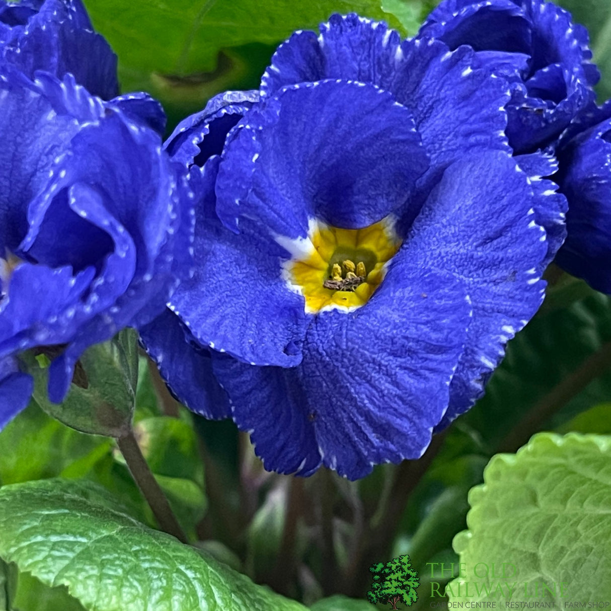 Primula vulgaris 'Rosebud Crocus Blue' English Primrose Plant 2Ltr Pot