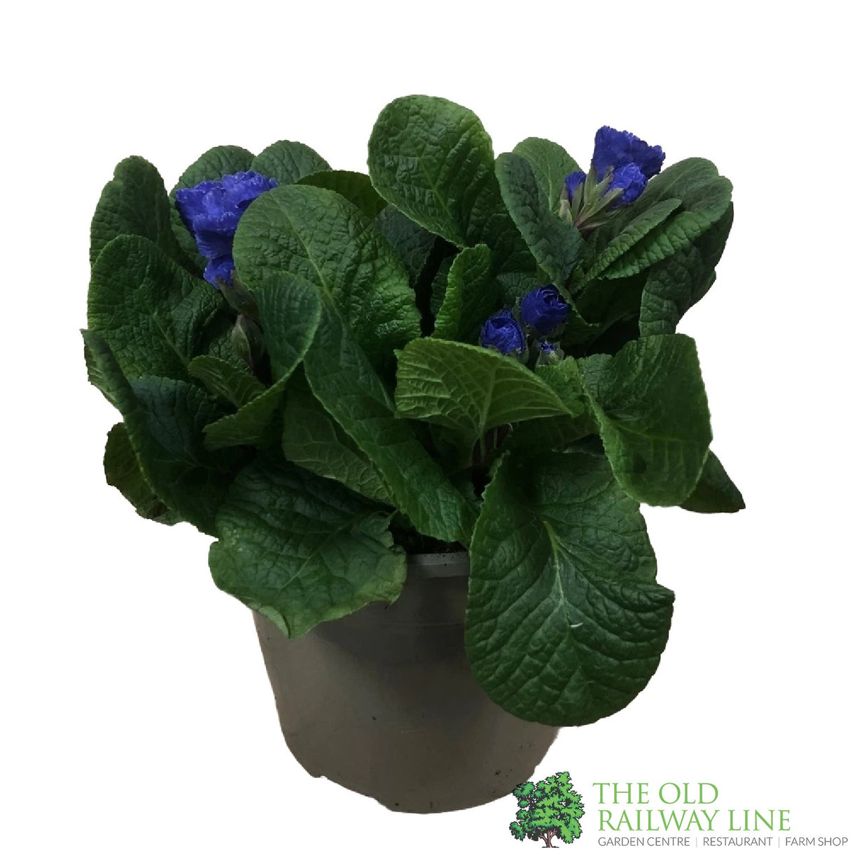 Primula vulgaris 'Rosebud Crocus Blue' English Primrose Plant 2Ltr Pot