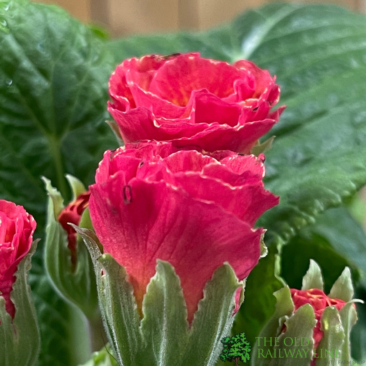 Primula vulgaris 'Rosebud Salmon Orange' English Primrose Plant 2Ltr Pot
