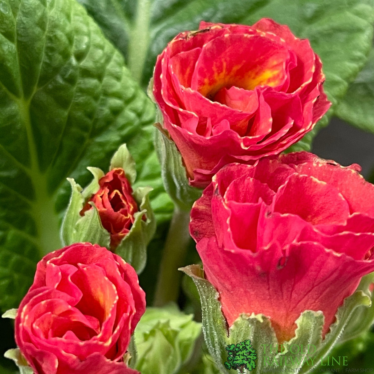 Primula vulgaris 'Rosebud Salmon Orange' English Primrose Plant 2Ltr Pot