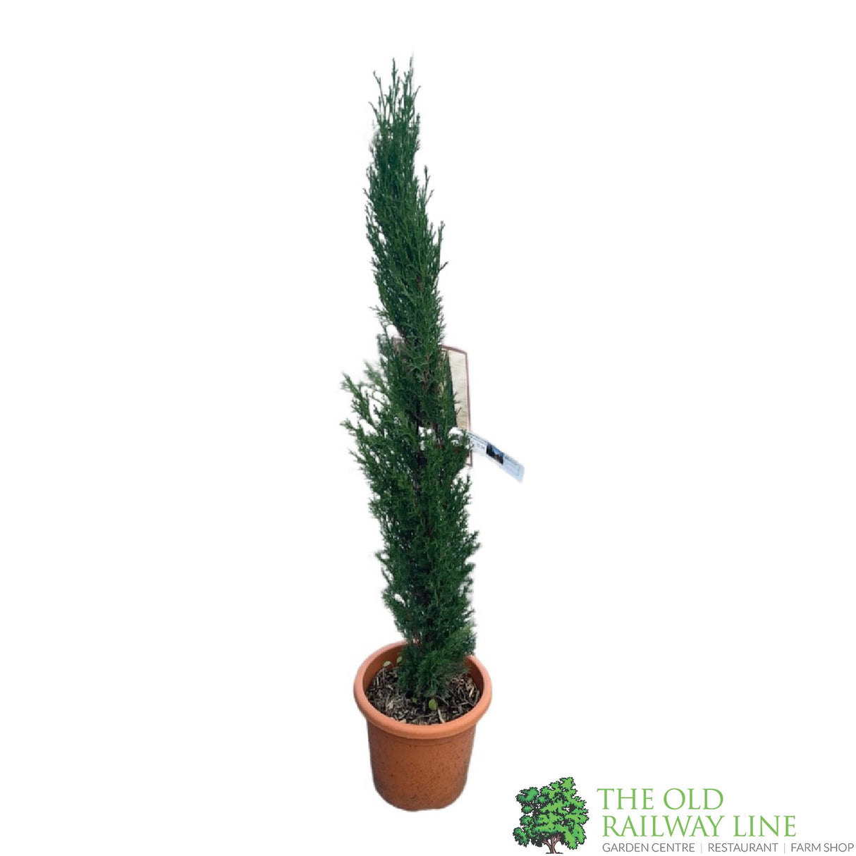 Cupressus Sempervirens 'Totem Pole' Conifer - 4Ltr Pot