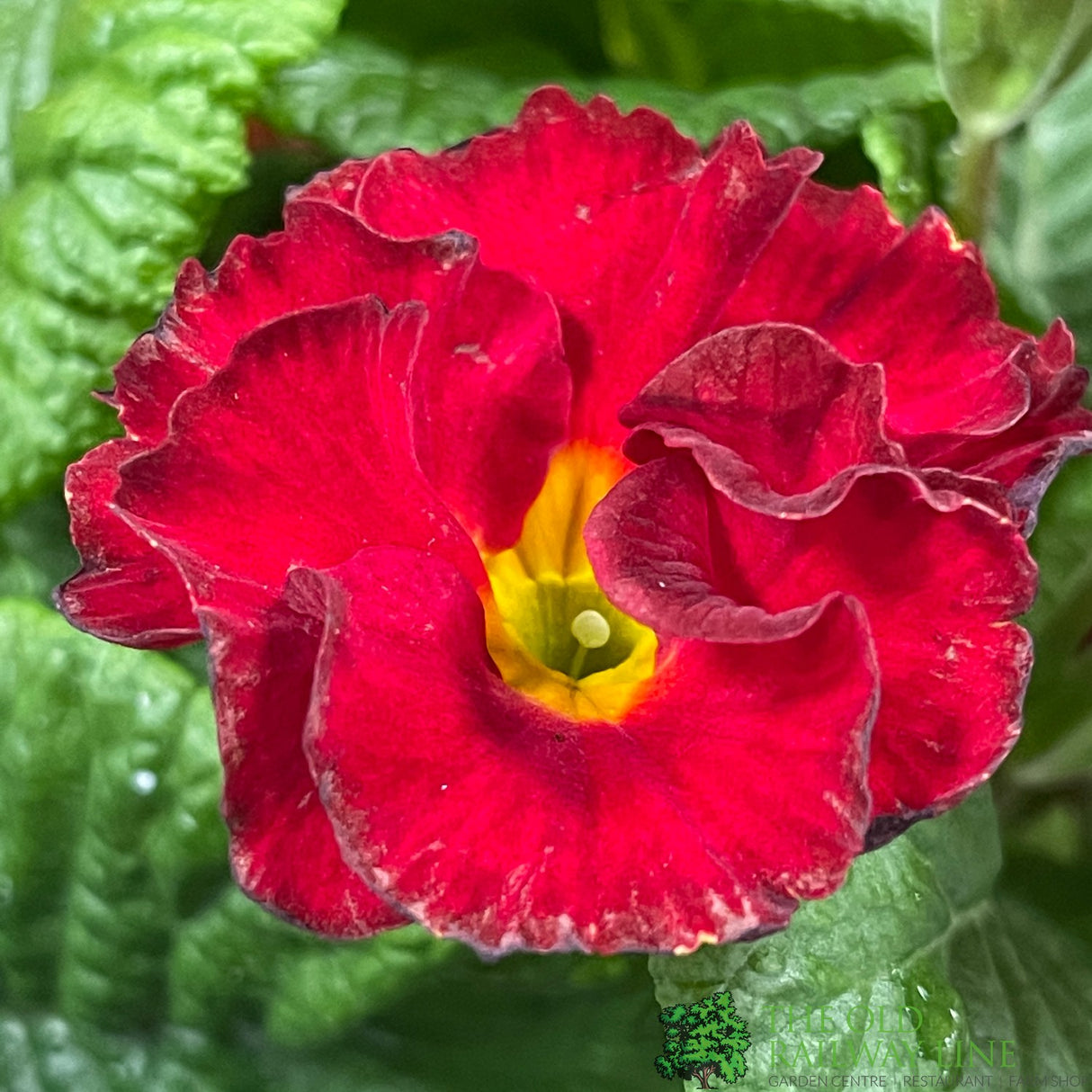 Primula vulgaris 'Rosebud Red Shades' English Primrose Plant 2Ltr Pot
