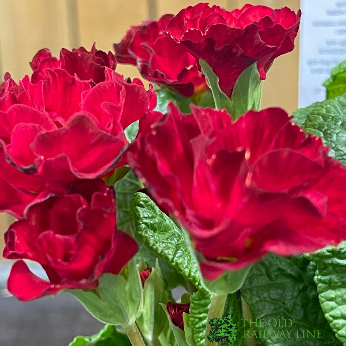 Primula vulgaris 'Rosebud Red Shades' English Primrose Plant 2Ltr Pot