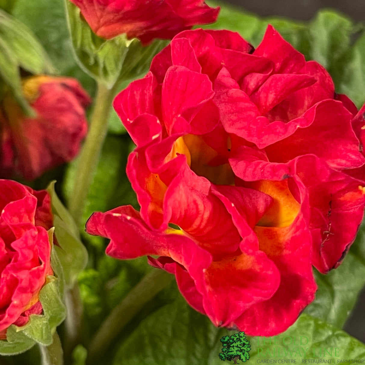 Primula vulgaris 'Rosebud Red Shades' English Primrose Plant 2Ltr Pot