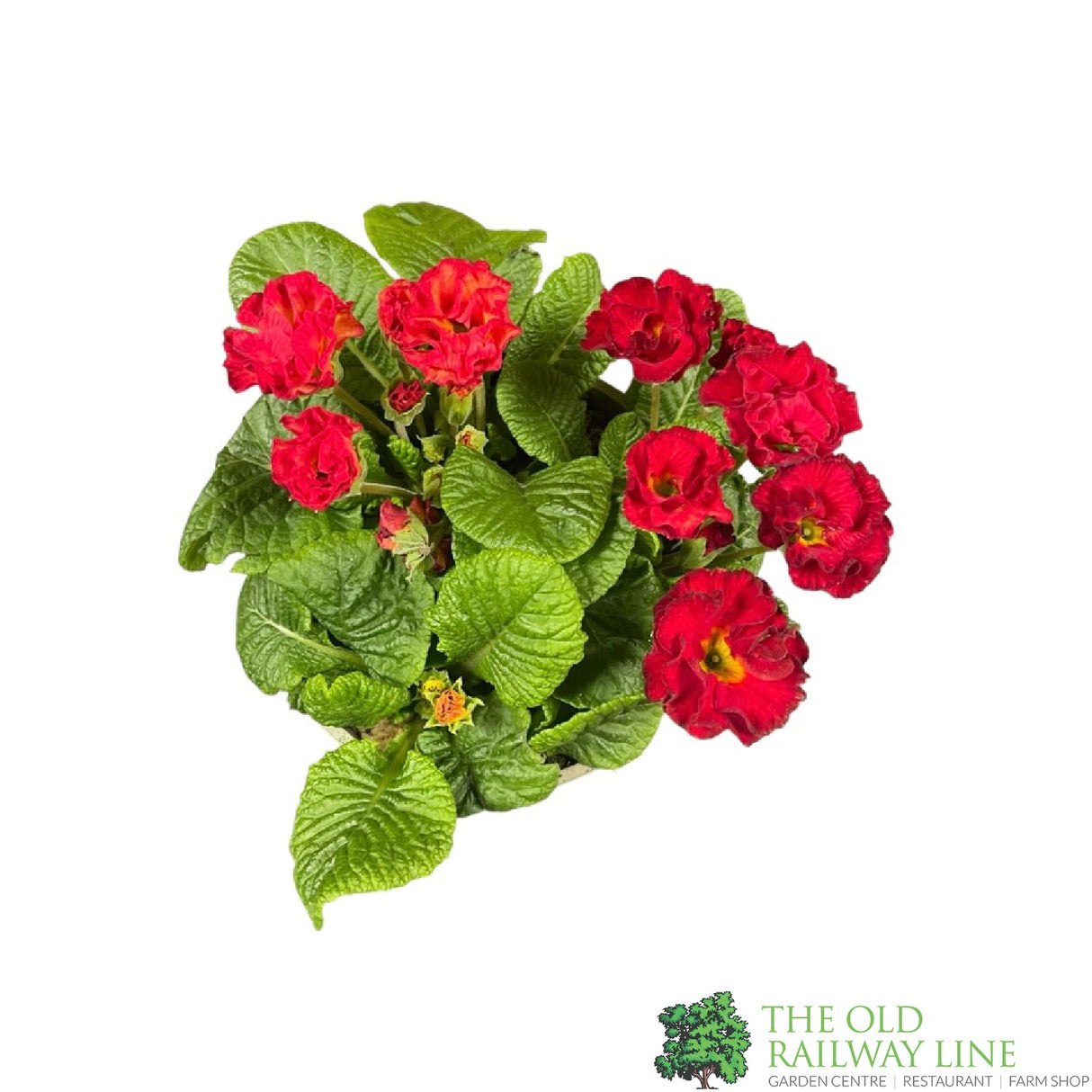 Primula vulgaris 'Rosebud Red Shades' English Primrose Plant 2Ltr Pot