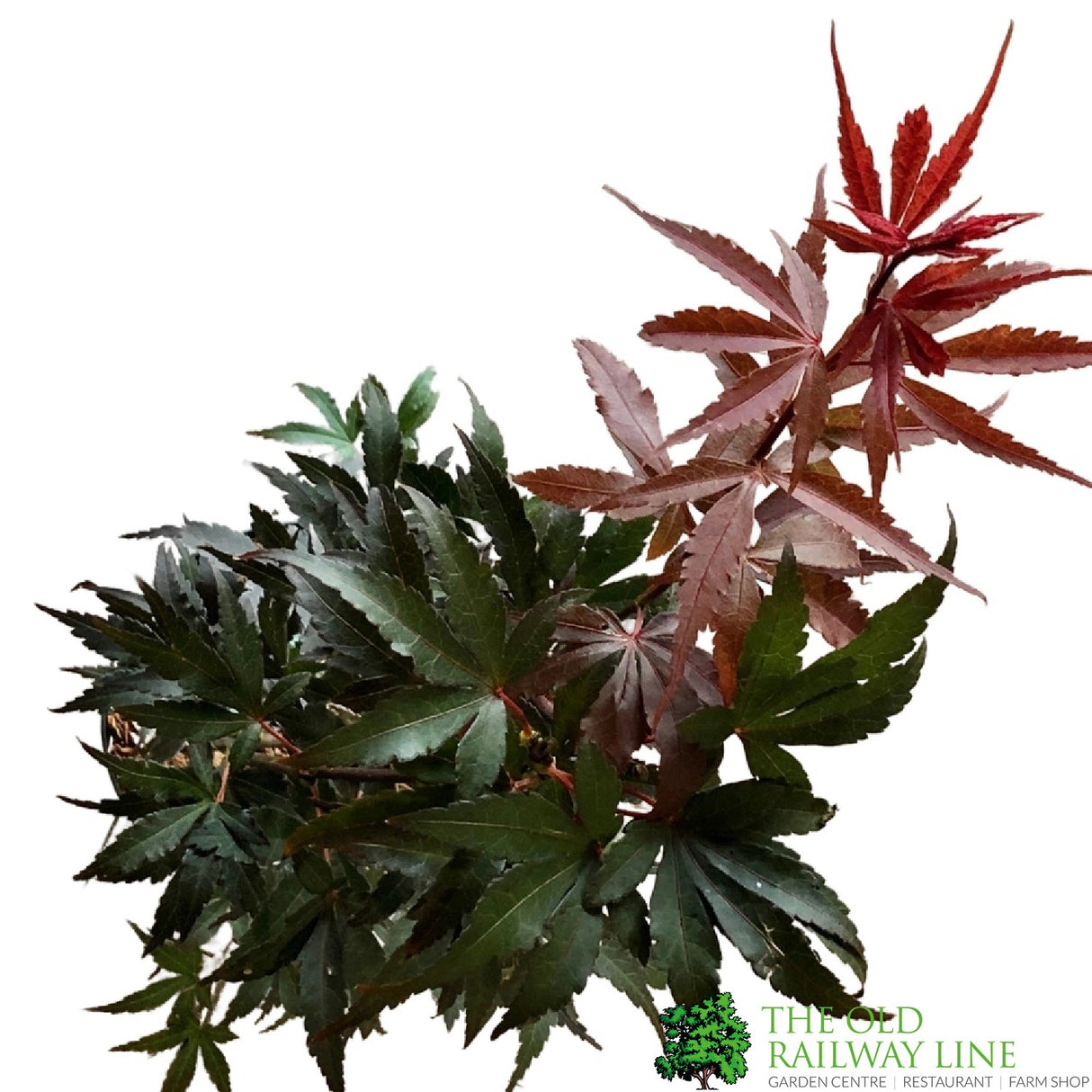 Acer palmatum 'Skeeter's Broom' Japanese Maple Tree - 5Ltr Pot