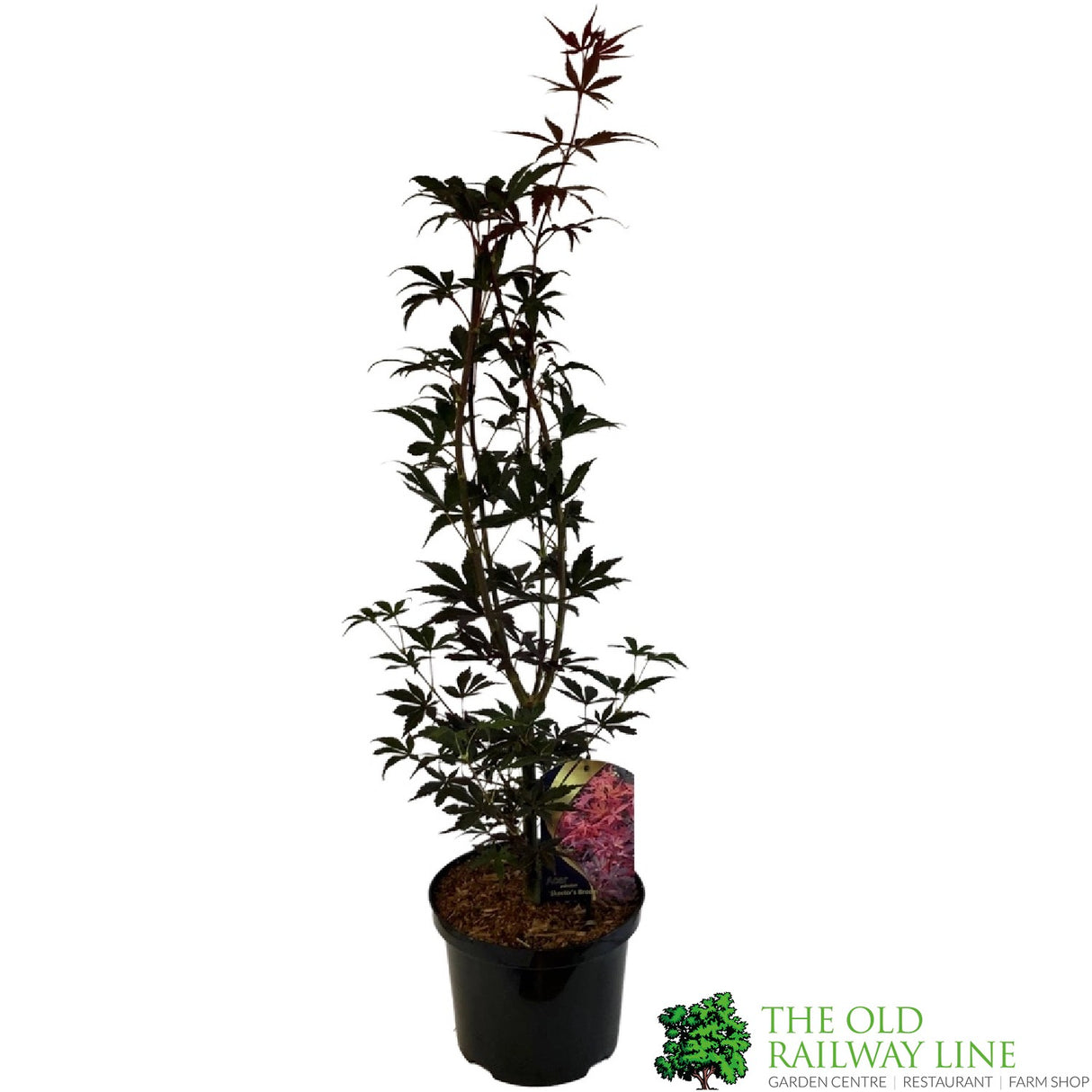 Acer palmatum 'Skeeter's Broom' Japanese Maple Tree - 5Ltr Pot