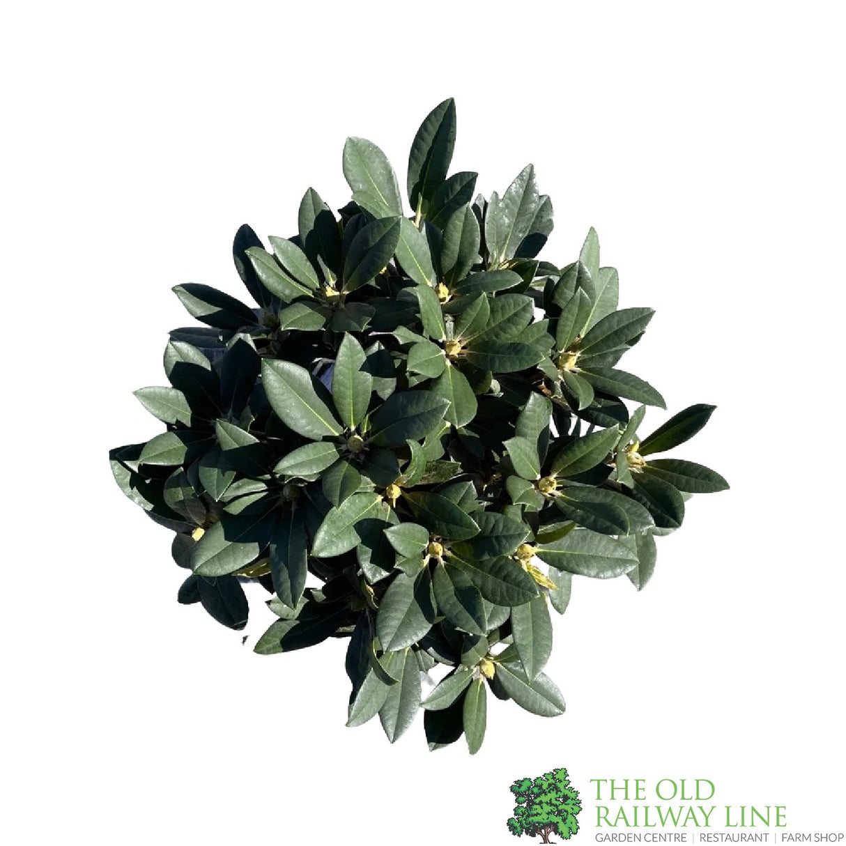 Rhododendron 'Dreamland' Plant 7.5Ltr Pot