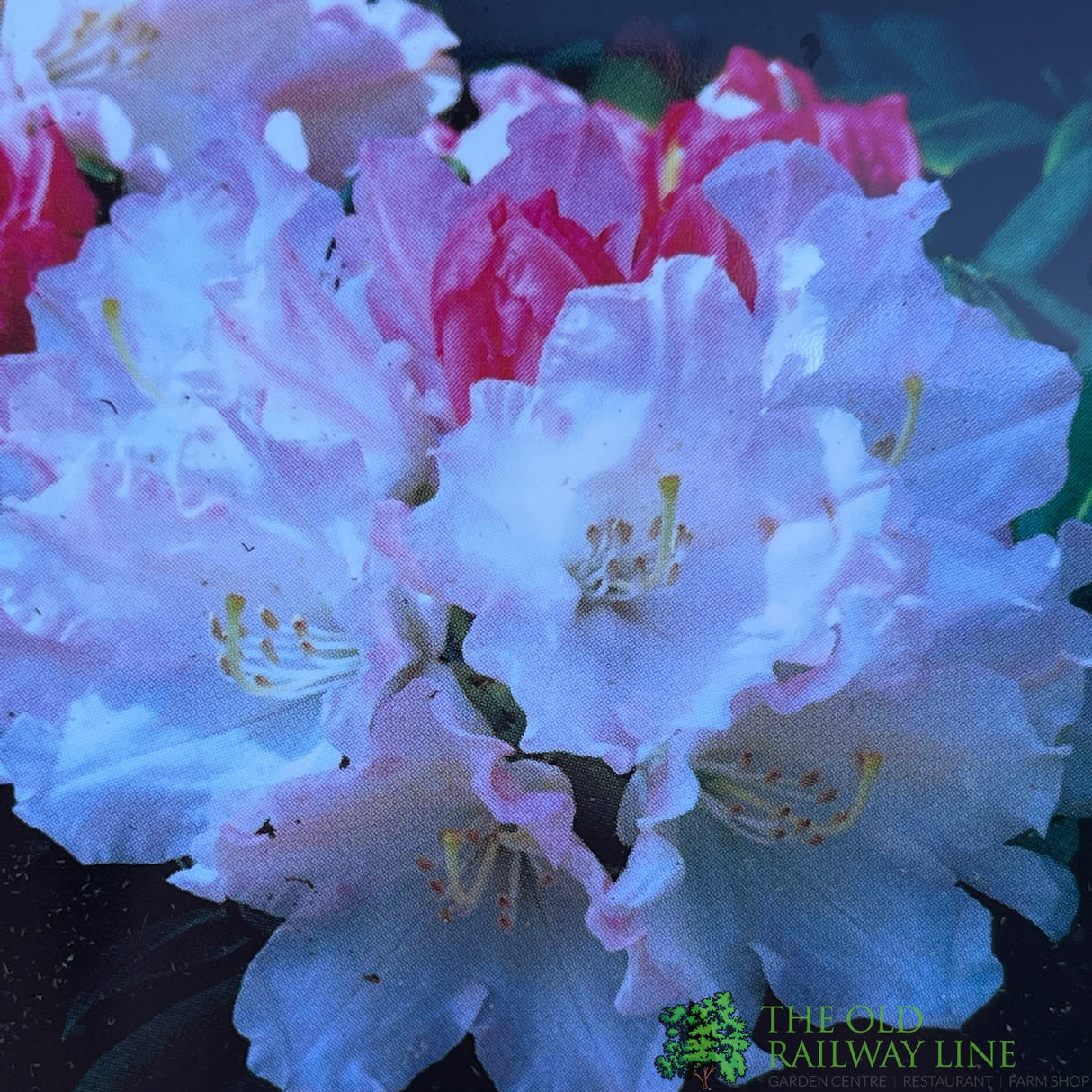 Rhododendron 'Dreamland' Plant 7.5Ltr Pot