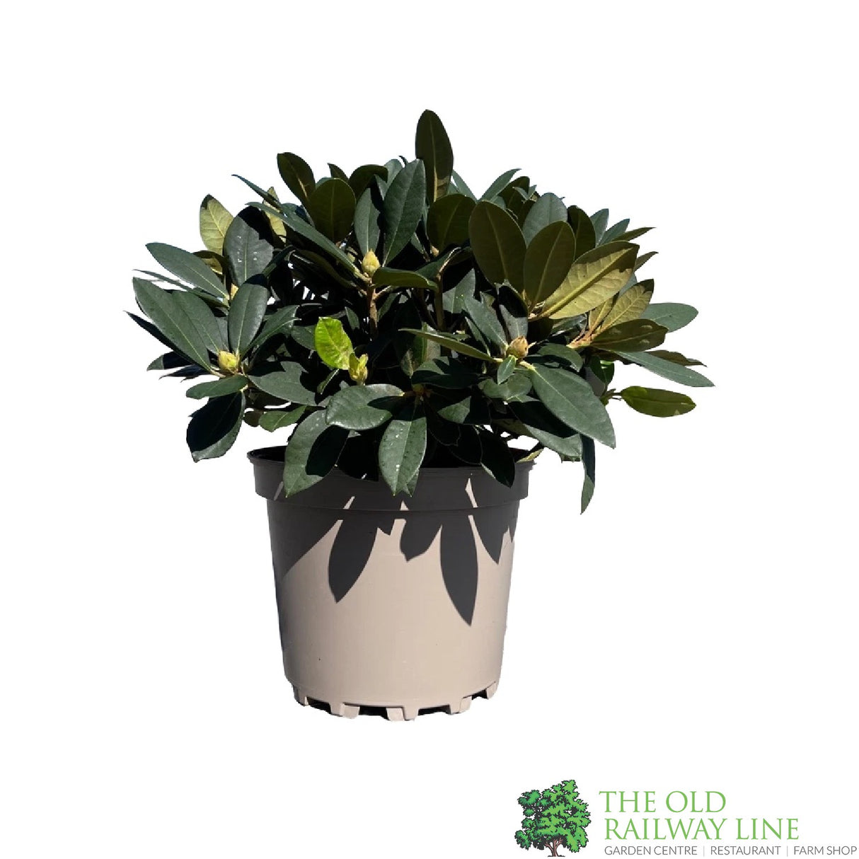 Rhododendron 'Dreamland' Plant 7.5Ltr Pot