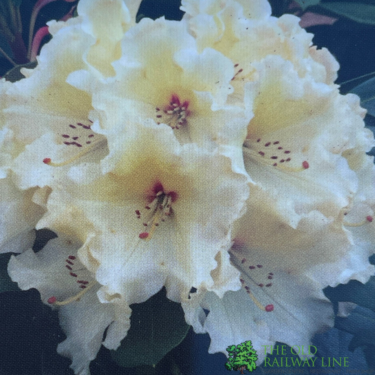 Rhododendron 'Horizon Monarch' Plant 7.5Ltr Pot