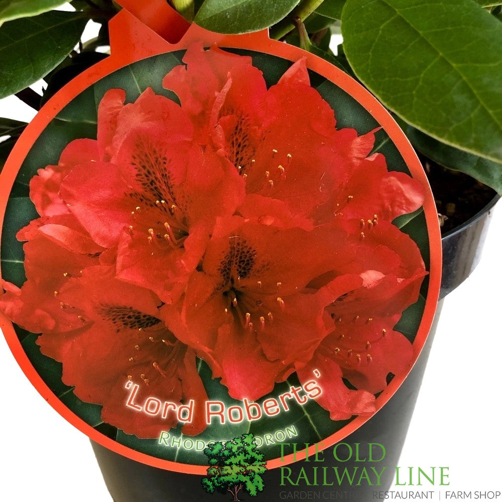 Rhododendron 'Lord Roberts' 7.5ltr Pot (NL)