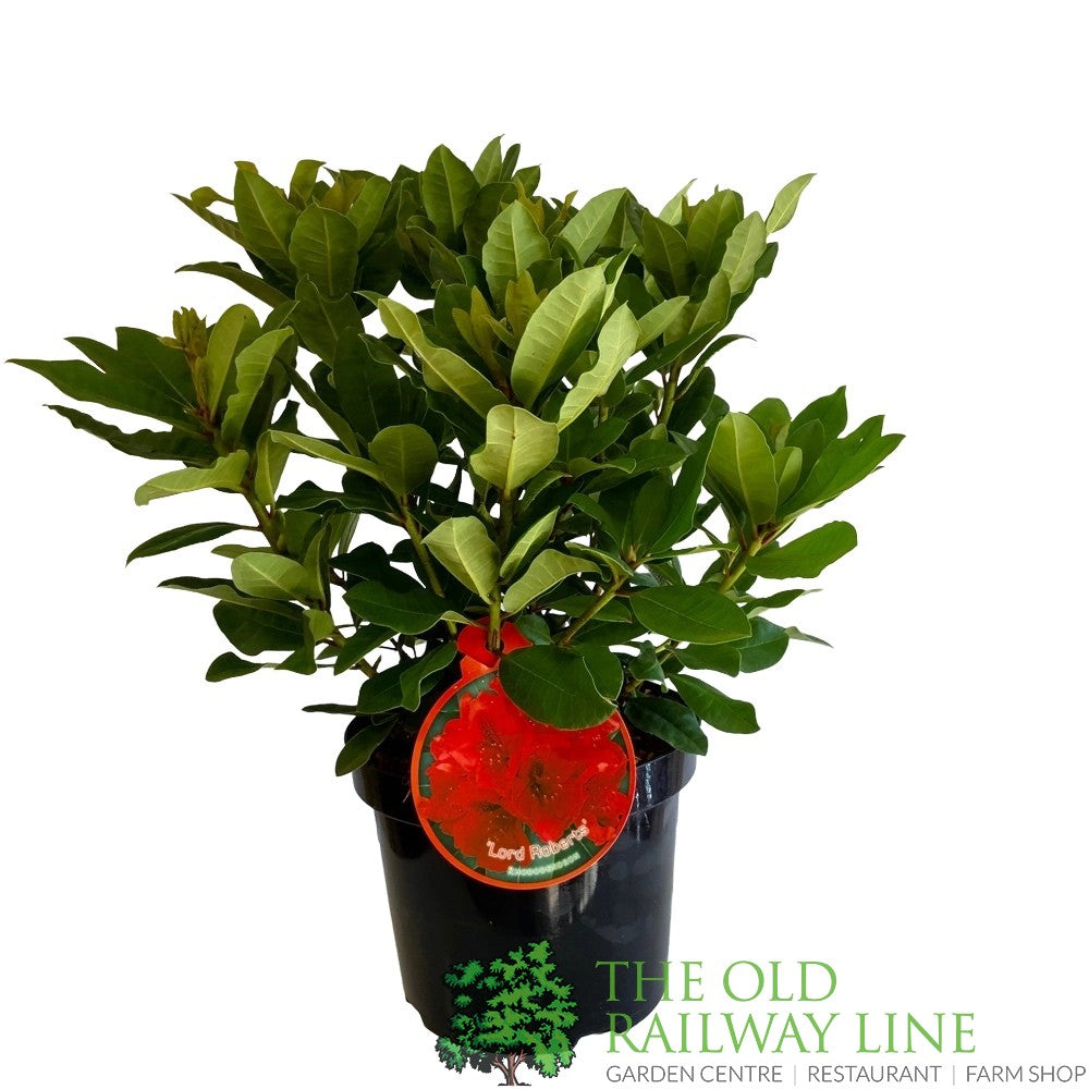 Rhododendron 'Lord Roberts' 7.5ltr Pot (NL)