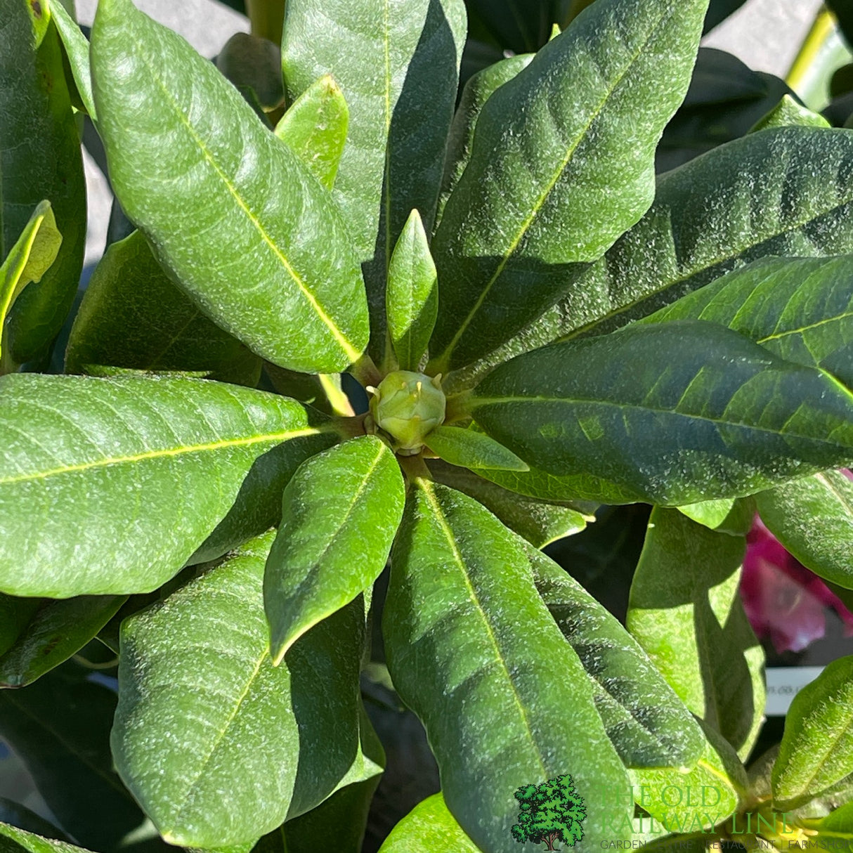 Rhododendron 'Cosmopolitan' Plant 7.5Ltr Pot
