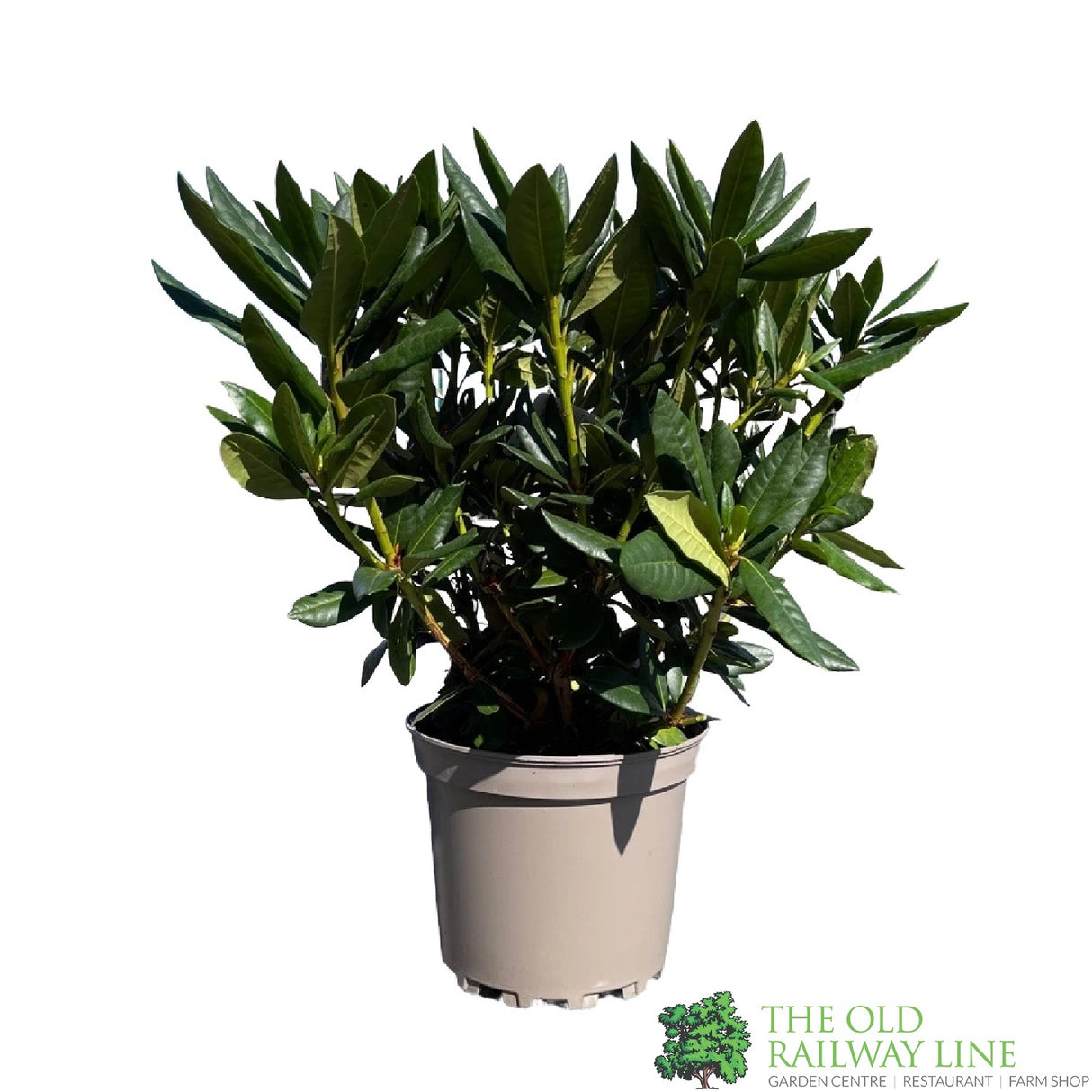 Rhododendron 'Cosmopolitan' Plant 7.5Ltr Pot