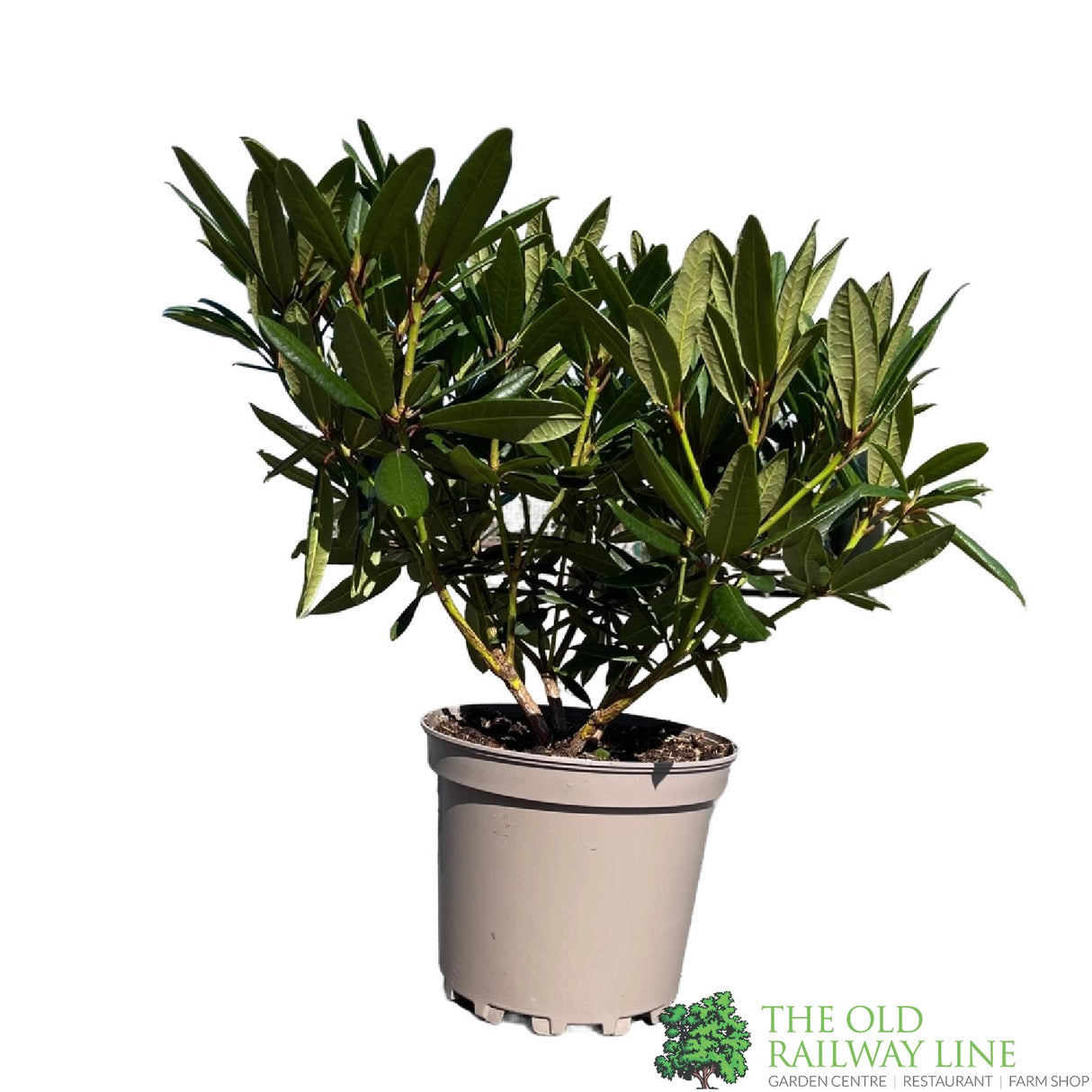 Rhododendron 'Tortoiseshell Orange' Plant 7.5Ltr Pot