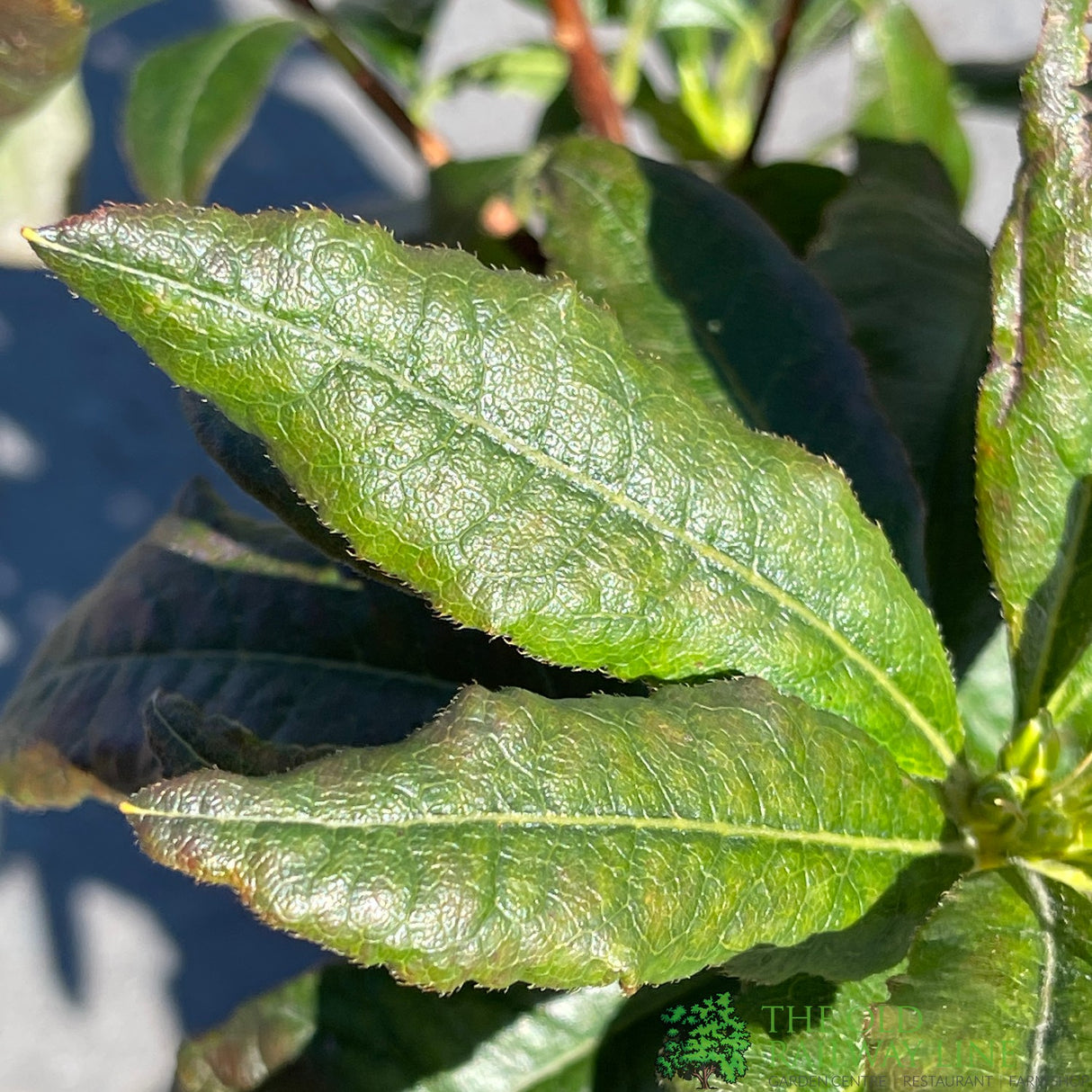 Azalea deciduous 'Glowing Embers' Plant 5Ltr Pot