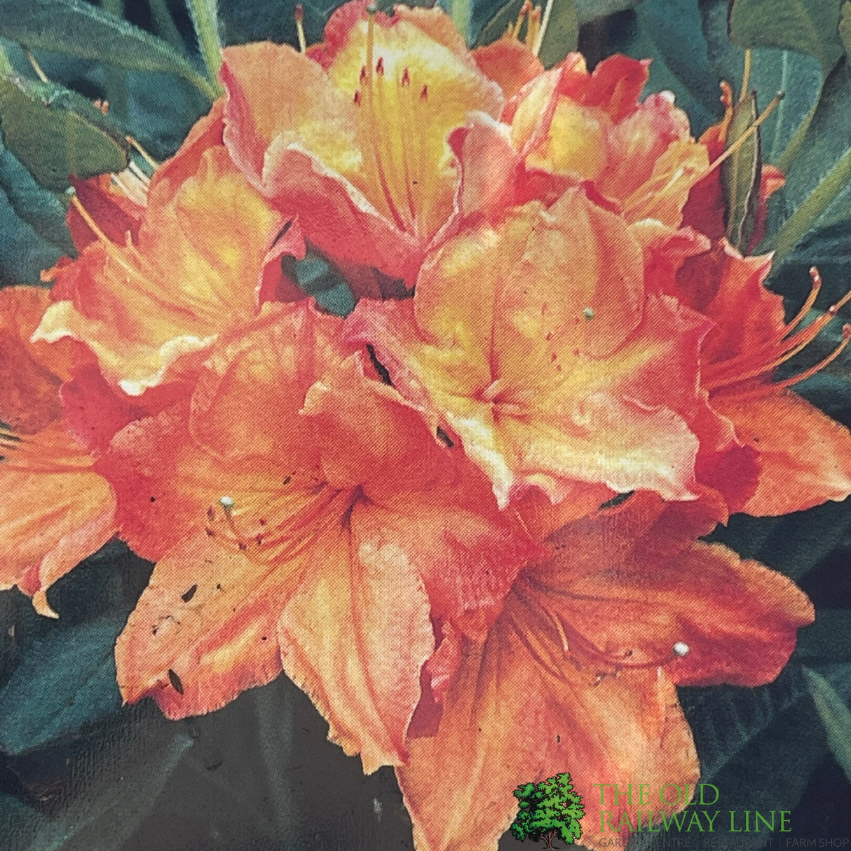 Azalea deciduous 'Glowing Embers' Plant 5Ltr Pot