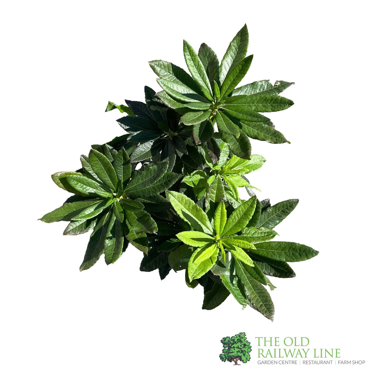 Azalea deciduous 'Golden Eagle' Plant 5Ltr Pot