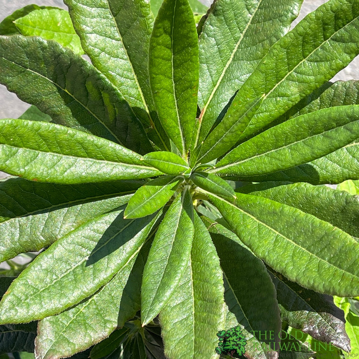 Azalea deciduous 'Golden Eagle' Plant 5Ltr Pot