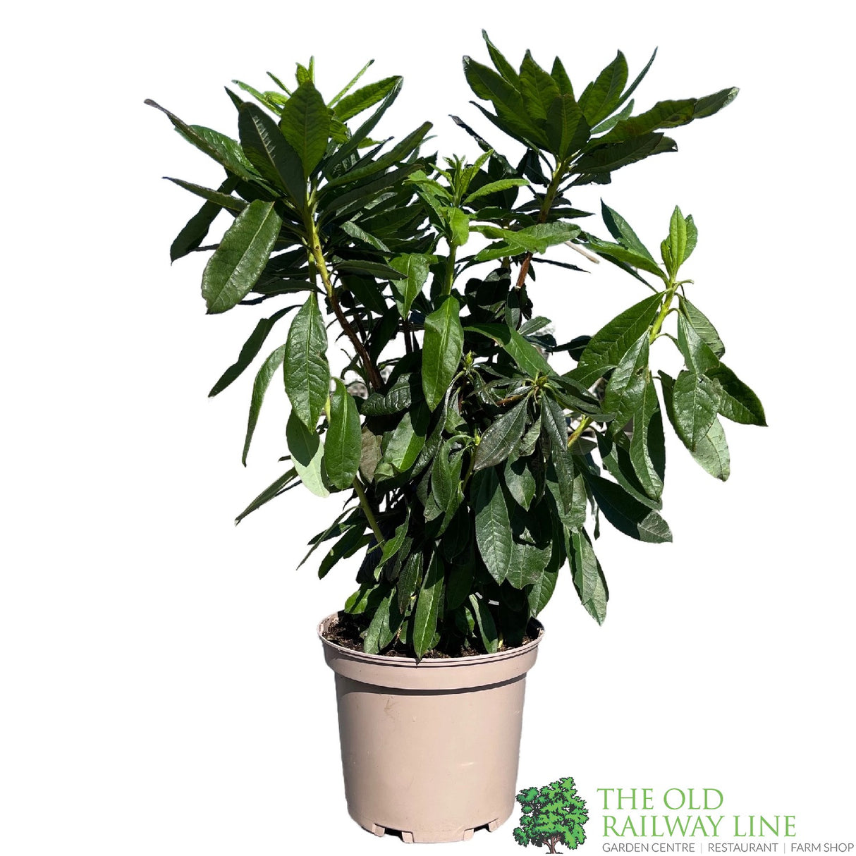 Azalea deciduous 'Golden Eagle' Plant 5Ltr Pot