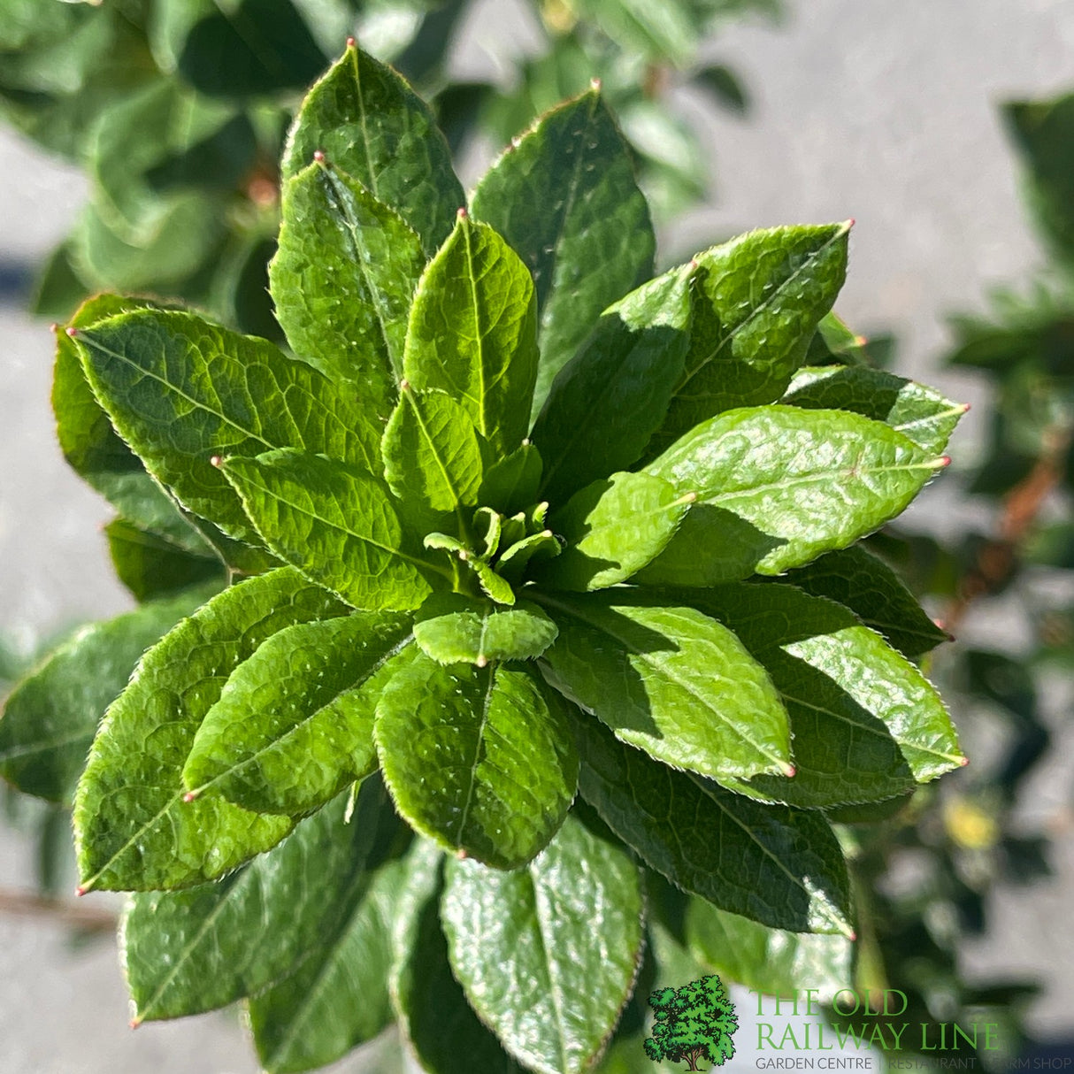 Azalea deciduous Viscosum' Plant 5Ltr Pot