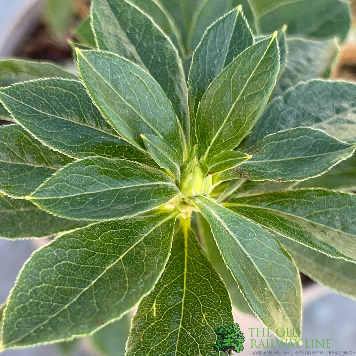 Azalea deciduous Viscosum' Plant 5Ltr Pot