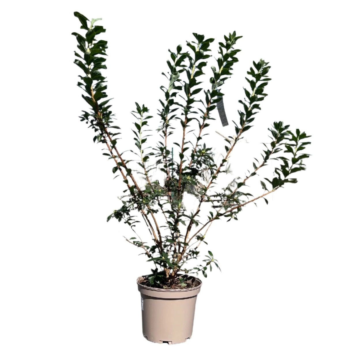 Azalea deciduous Viscosum' Plant 5Ltr Pot