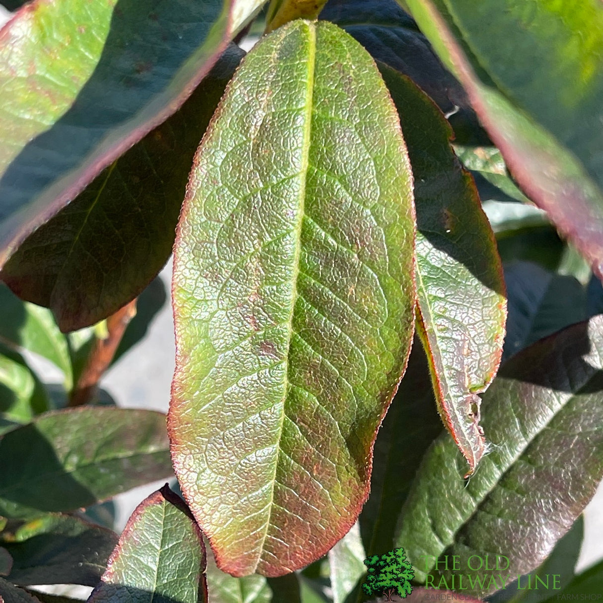 Azalea deciduous 'Nabucco' Plant 5Ltr Pot