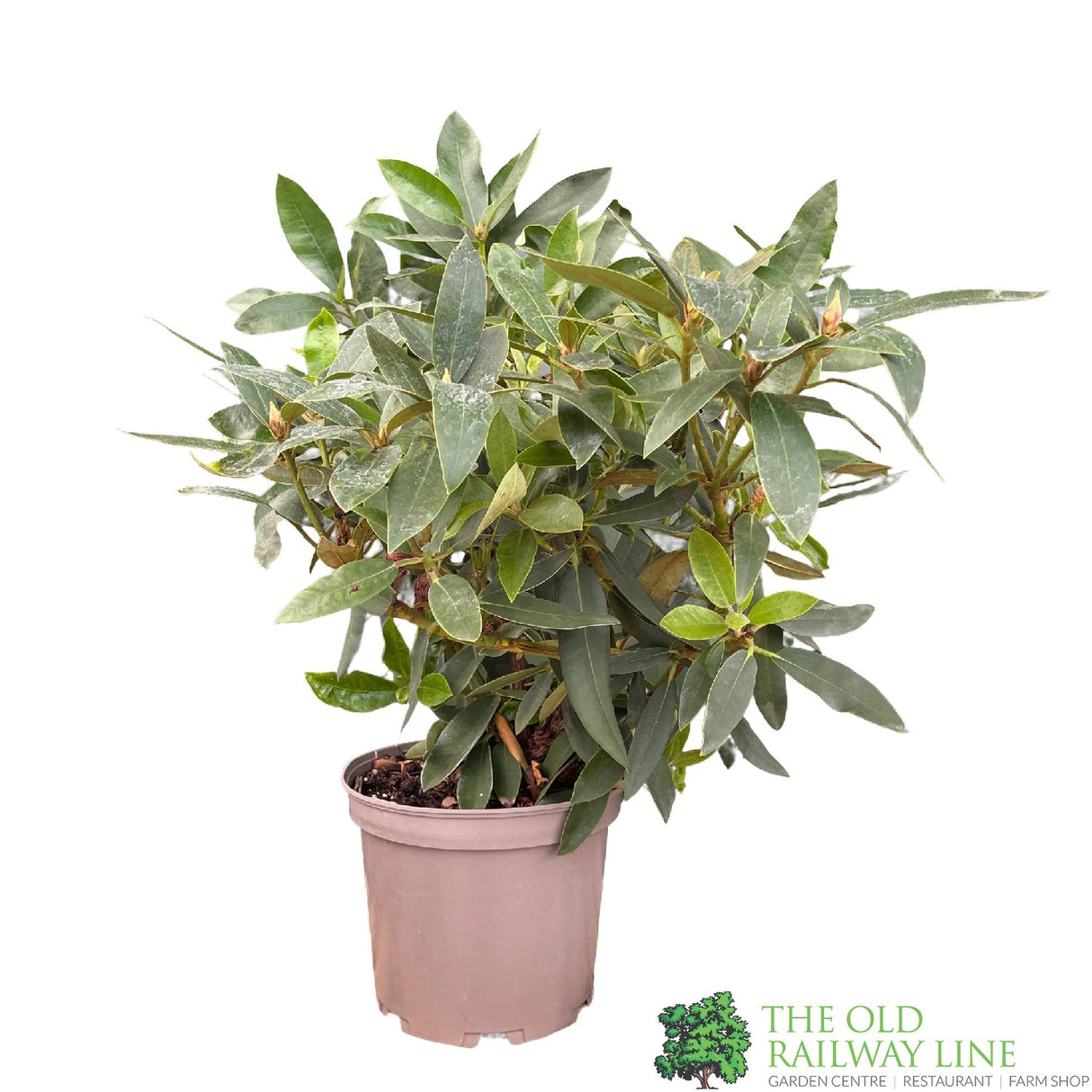 Rhododendron 'Tarragona' Plant 7.5Ltr Pot