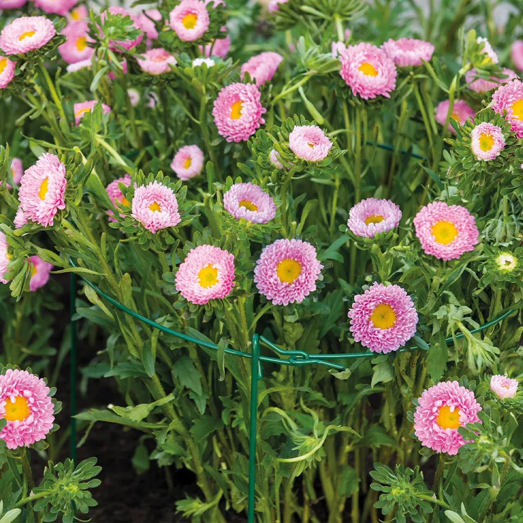 Grow It 61cm Plant Support Rings - Single