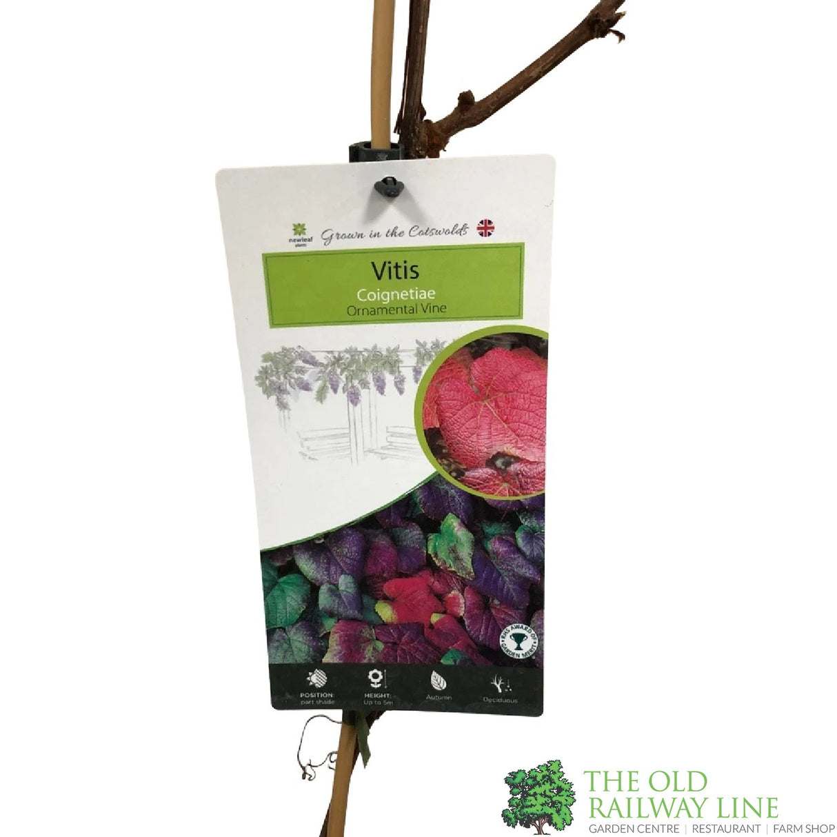 Vitis Coignetiae 'Crimson Glory Vine' Climber 3Ltr Pot