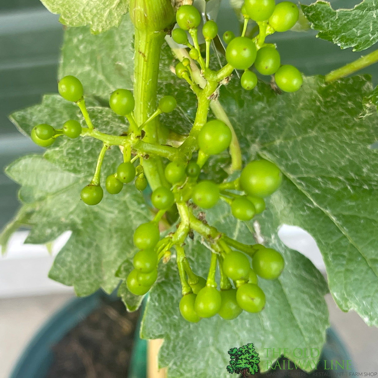 Grape Vine 'Pinot Blanc' 3Ltr Pot