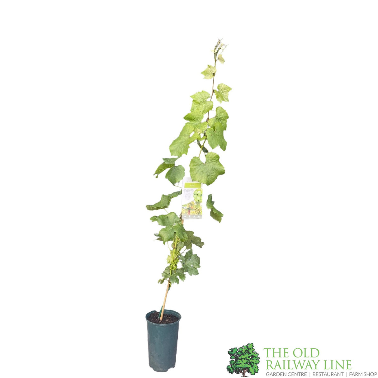 Grape Vine 'Pinot Blanc' 3Ltr Pot