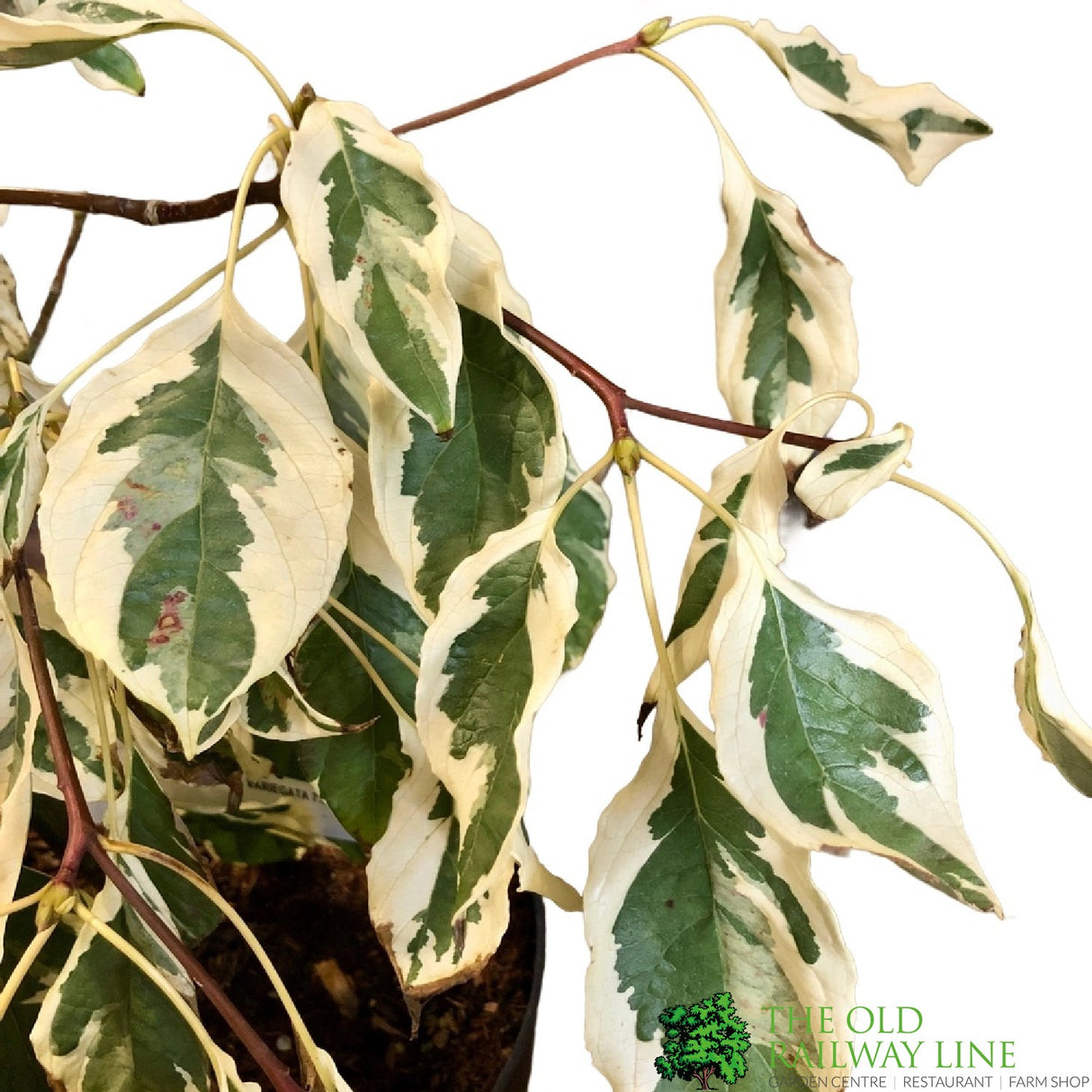 Cornus 'Variegata' 7.5Ltr Pot (NL)