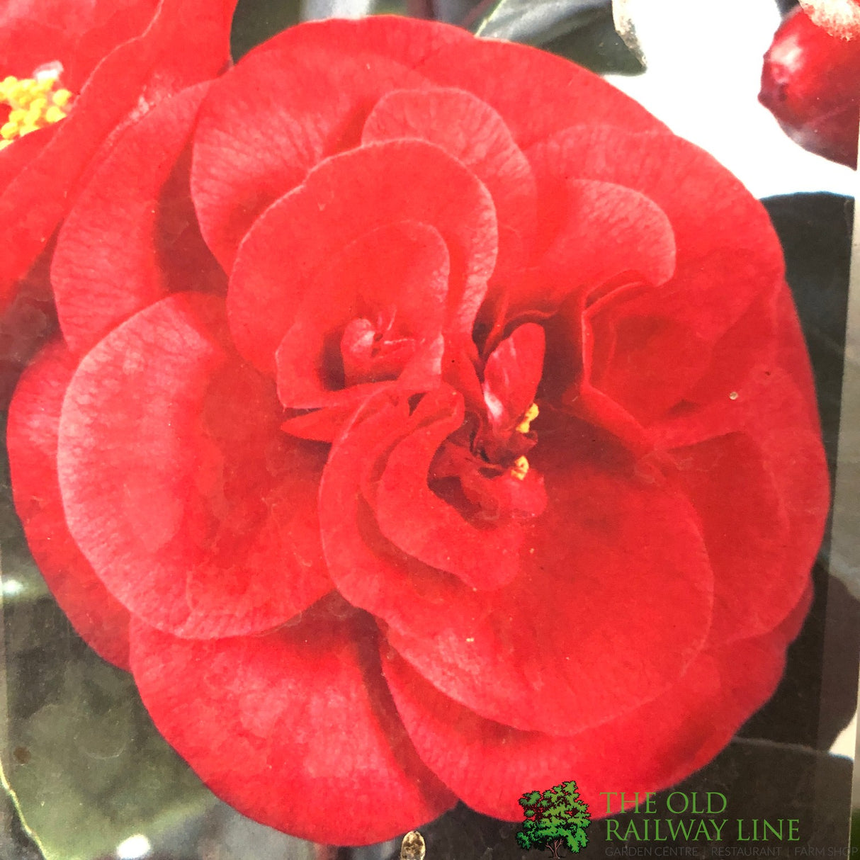 Camellia japonica 'Lady Campbell' Plant 5Ltr (NL)