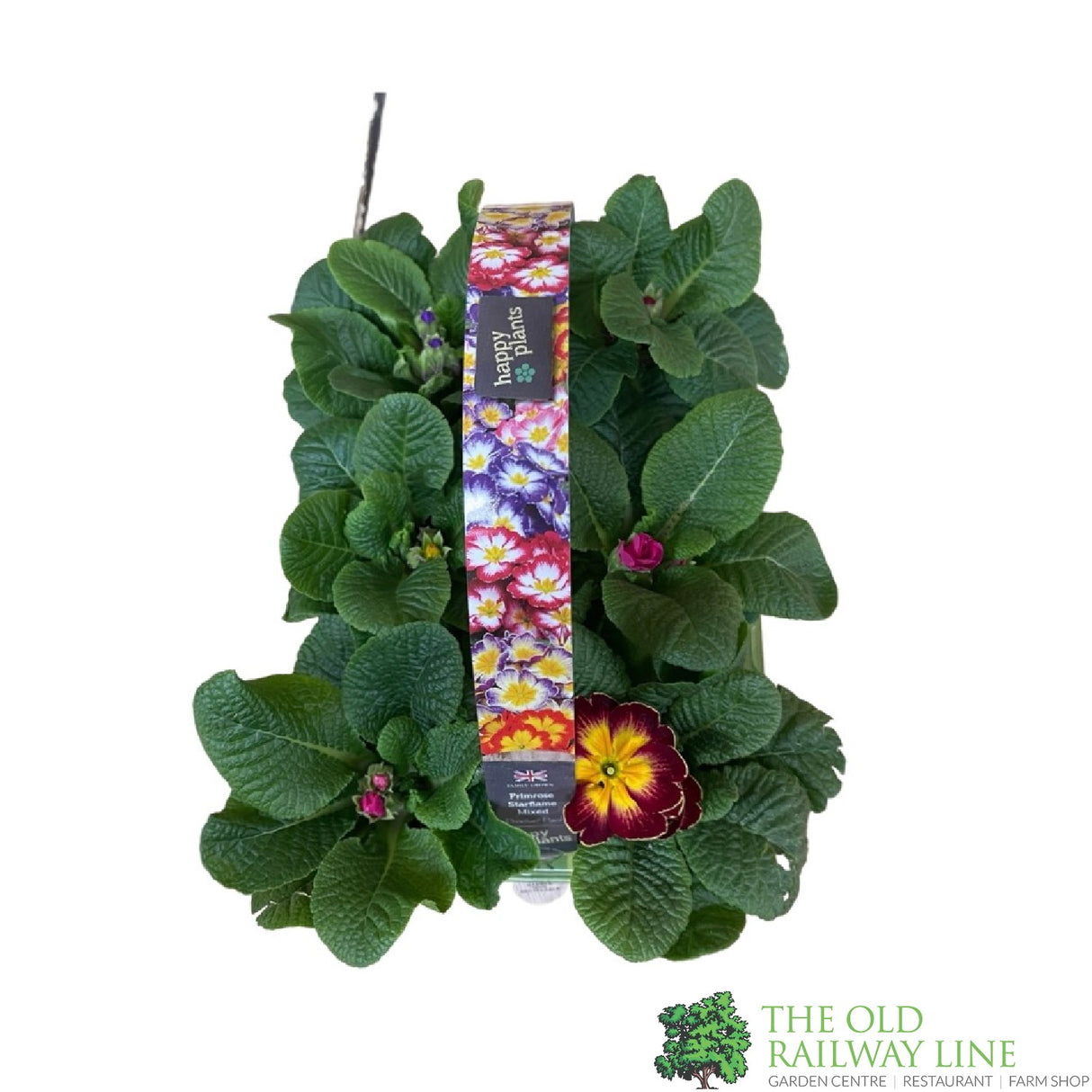 Primrose 'Starflame' Six Pack of Plants