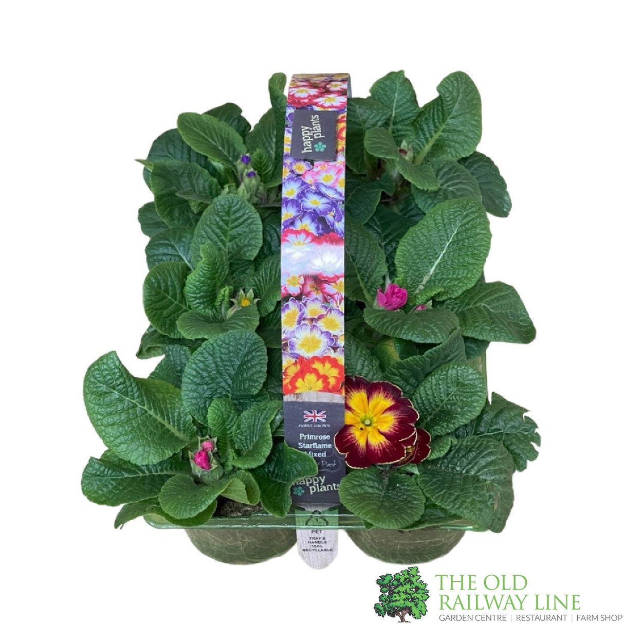 Primrose 'Starflame' Six Pack of Plants