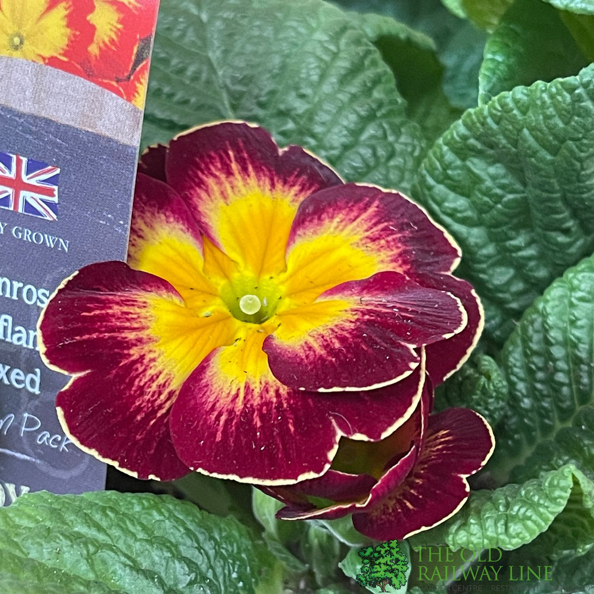 Primrose 'Starflame' Six Pack of Plants