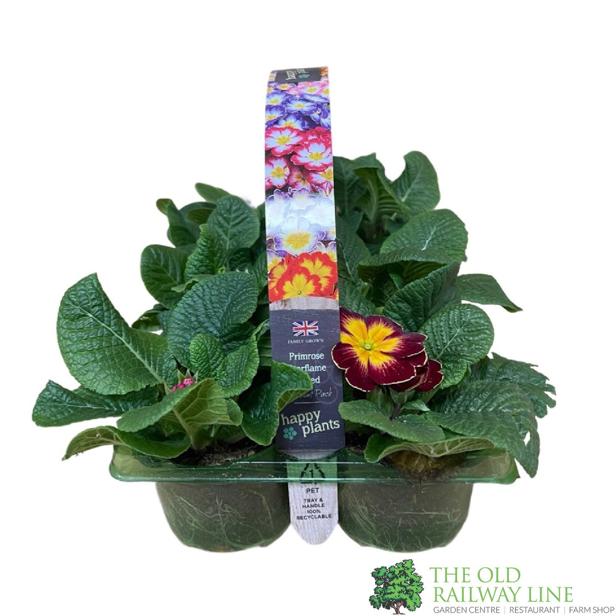 Primrose 'Starflame' Six Pack of Plants