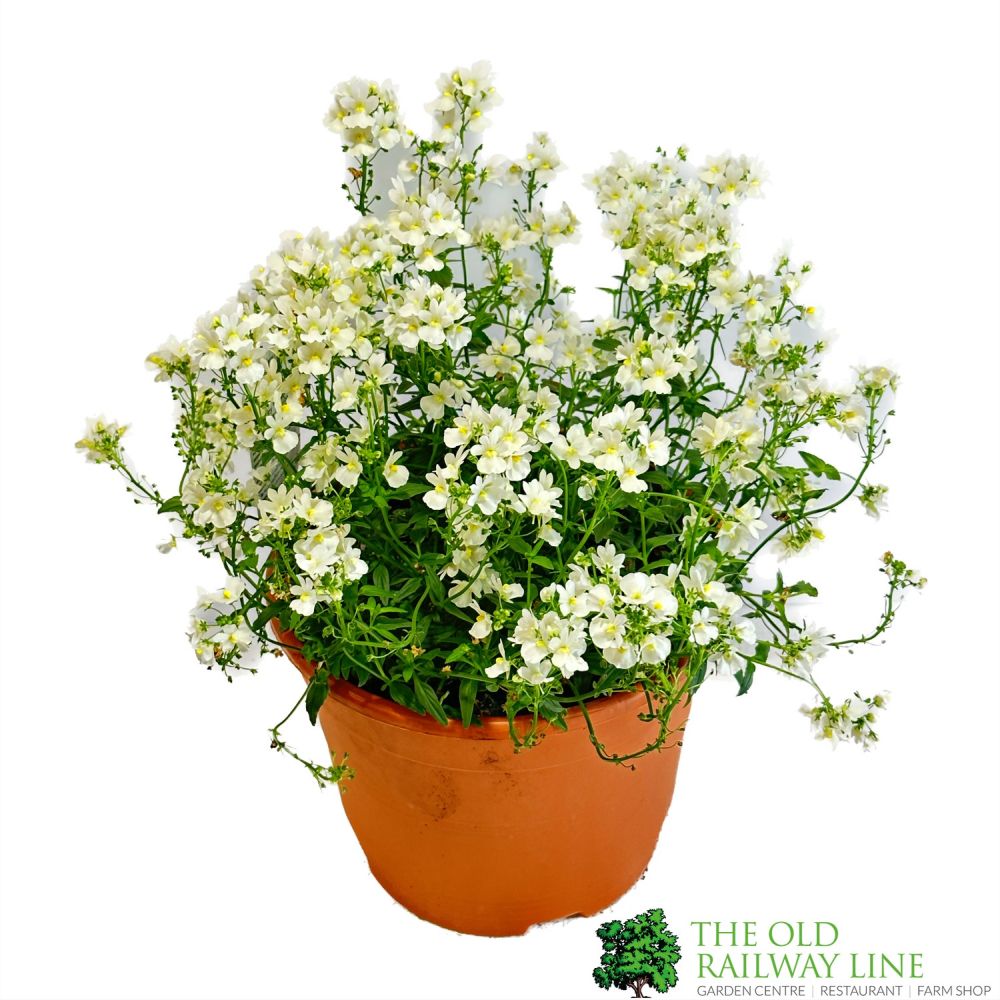 Nemesia 'Wisley Vanilla' 23cm Pot