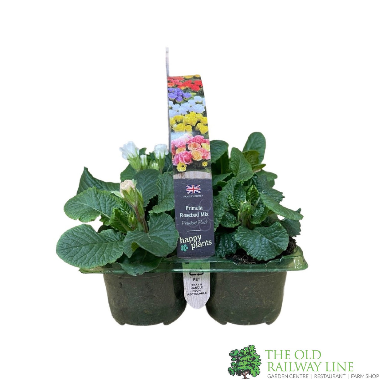 Primrose Rosebud Mixed Colours Six Pack of Plants